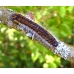 Black-veined White crataegi 10 larvae